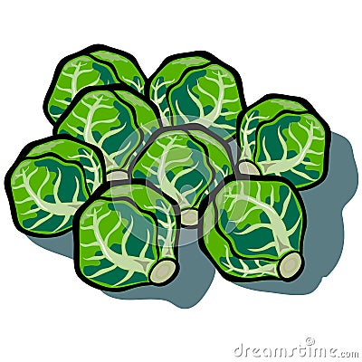 Brussel Sprouts Vector Illustration