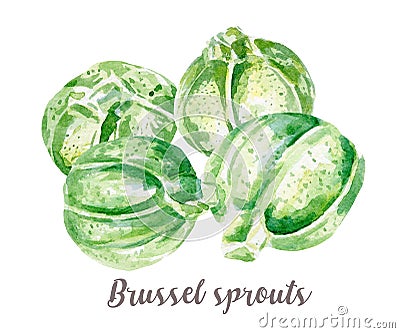 Brussel sprouts illustration. Hand drawn watercolor on white background. Cartoon Illustration