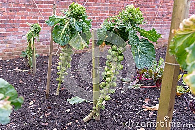 Brussel sprouts on plant Stock Photo