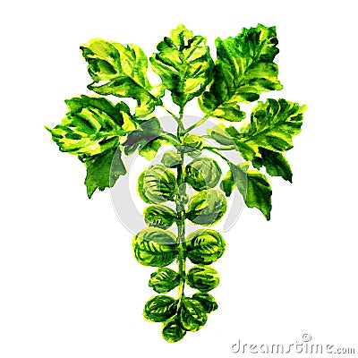 Brussel sprouts on the stalk isolated Stock Photo