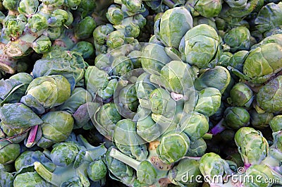 Brussel sprouts on stalks Stock Photo