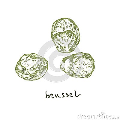 Brussel sprouts vegetables top view vector. Farmers market menu design. Organic vegetables food hand drawn sketch Vector Illustration