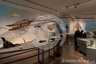 Brussels Capital Region - Belgium - Expostion of the skeleton of a dinosaur in the museum of Natural Science Editorial Stock Photo