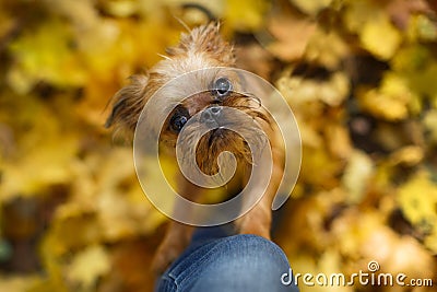 Brussels Griffon puppy for a walk Stock Photo