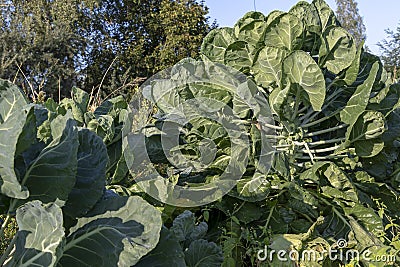 The Brussels sprout cabbage plant growing in organic permaculture garden Stock Photo