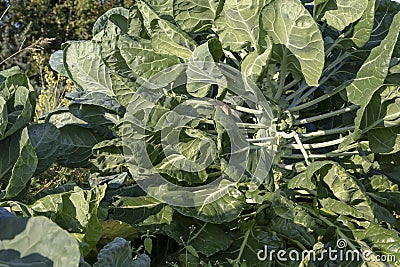 The Brussels sprout cabbage plant growing in organic permaculture garden Stock Photo