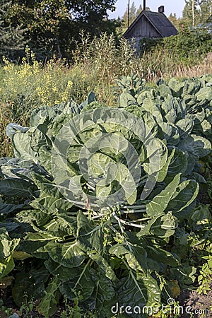 The Brussels sprout cabbage plant growing in organic permaculture garden Stock Photo