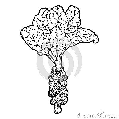 Brussels sprout. Sketch scratch board imitation. Black and white. Vector Illustration