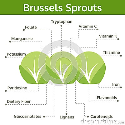 Brussels sprouts nutrient of facts and health benefits Vector Illustration