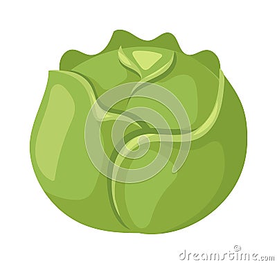 Brussels sprouts vector illustration. Vector Illustration