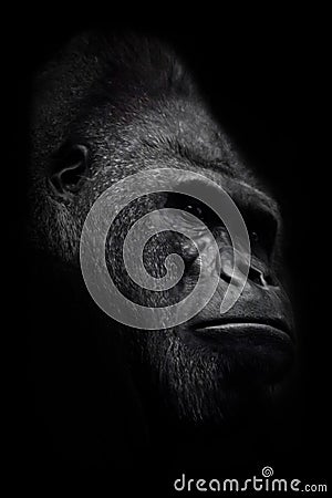 The brutal muzzle face of a powerful and strong male gorilla is a symbol of masculinity and wildness. Isolated black background Stock Photo