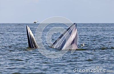 Bryde's whale in Thailand Stock Photo