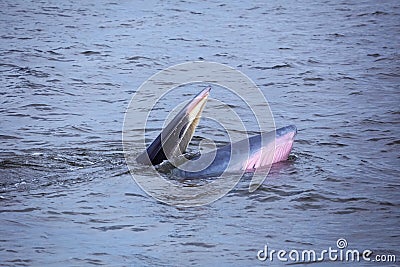 Bryde`s whale watching in gulf of thailand Stock Photo