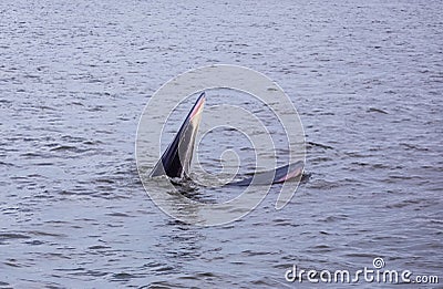 Bryde`s whale watching in gulf of thailand Stock Photo