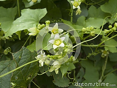 Bryonia alba in bloom Stock Photo