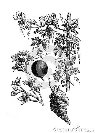 Bryonia alba and dioica plant / Antique engraved illustration from Brockhaus Konversations-Lexikon 1908 Cartoon Illustration