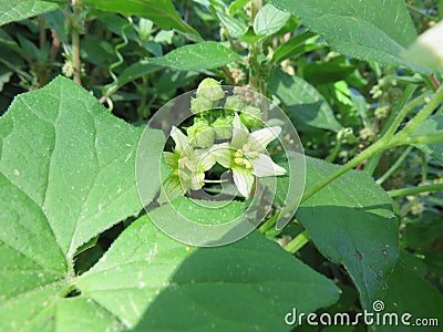 Bryonia dioica Stock Photo