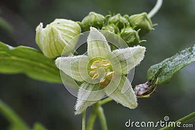 Bryonia dioica known by the common names red bryony and white bryony also English mandrake or ladies' seal Stock Photo