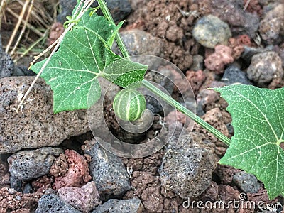 Bryonia verrucosa with fruit Stock Photo