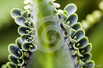 Bryophyllum Stock Photo