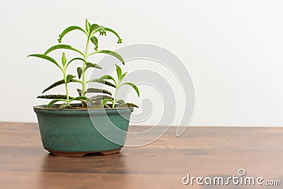 Bryophyllum daigremontianum Stock Photo