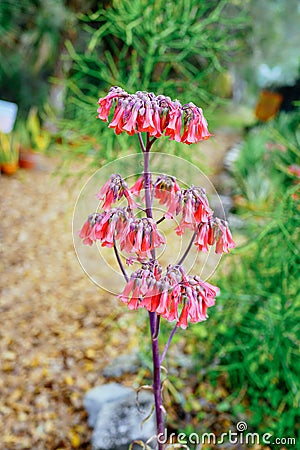 Bryophyllum delagoense flower bloom Stock Photo