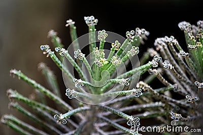 Bryophyllum delagoensis blooms Stock Photo