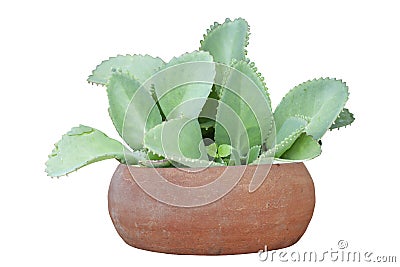 Bryophyllum pinnatum Lam. Oken or Kalanchoe pinnata plant in pot isolated on white background. Is a Thai Stock Photo