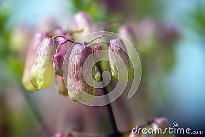 Bryophyllum pinnatum Miracle leaf Stock Photo