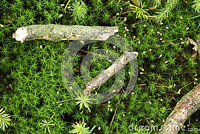 Bryopsida and Polytrichum gracile during photosynthesis Stock Photo