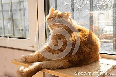 Bsg red exotic cat is sitting by the window. Funny pets. Washes, plays, poses Stock Photo