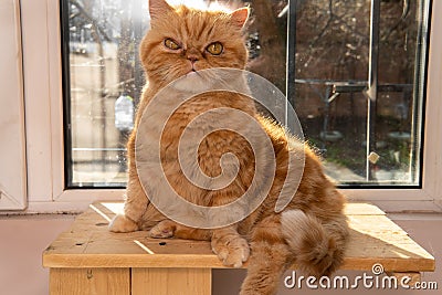 Bsg red exotic cat is sitting by the window. Funny pets. Washes, plays, poses Stock Photo