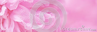 Ðbstract romance background with delicate pink peonies flowers, close-up Stock Photo