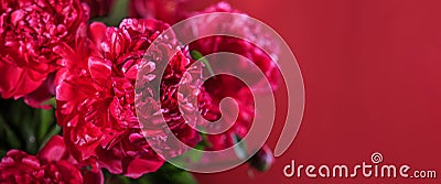 Ðbstract romance background with delicate red peonies flowers, close-up Stock Photo