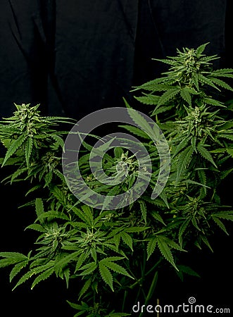 Bubba kush variety of medical marijuana Stock Photo