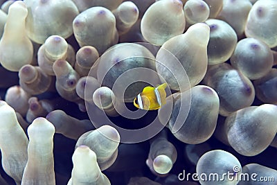 Bubble anemone and anemonefish Stock Photo