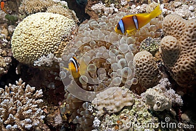 Bubble anemone and anemonefish Stock Photo