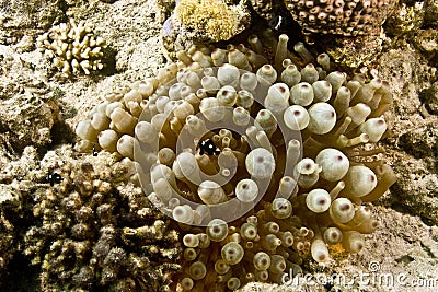 Bubble anemone (entacmaea quadricolor) Stock Photo