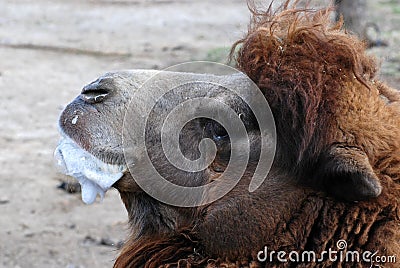 Bubble blowing camel Stock Photo