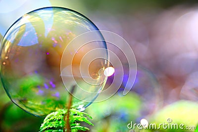 bubble among green plant in forest Stock Photo