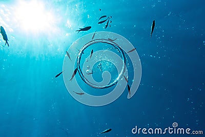 Bubble ring with fishes in the blue Stock Photo