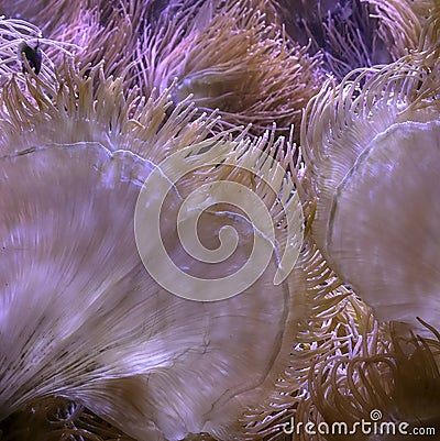 Bubble Sea Anemone Entacmaea quadricolor Stock Photo