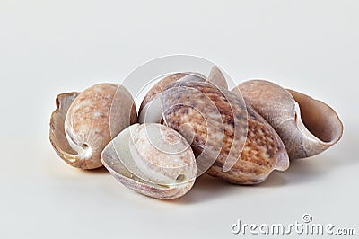 Collection of seashells on white background, travel souvenir or decoration gift Stock Photo