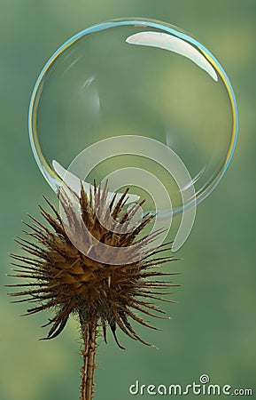 Bubble and thistle Stock Photo