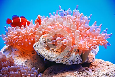 Bubble-tip anemone Stock Photo