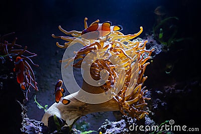 Bubble tip anemone on live rock stone move tentacles in flow and host ocellaris clownfish in LED actinic blue low backlight Stock Photo