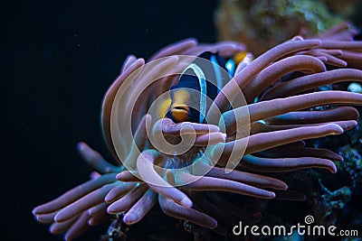 bubble tip anemone move poison tentacles in flow, coexist and protect fish, Clark's anemonefish hide in huge animal Stock Photo