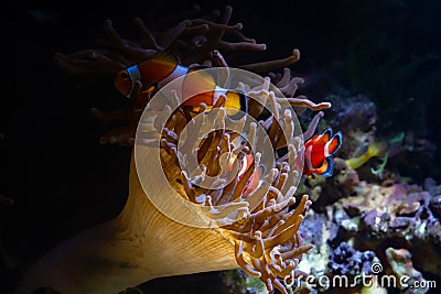 Bubble tip anemone move tentacles in flow on live rock stone, ocellaris clownfish silhouette in LED blue low backlight, animal Stock Photo