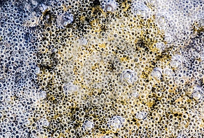 Bubbles of air in mud and silt under water. Background of bubbles, surface texture. Stock Photo