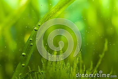 Bubbles and algae Stock Photo